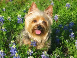 bluebonnets_happy