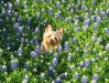 bluebonnets