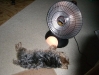 heat_lamp